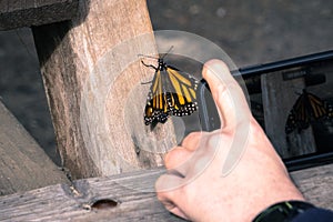 Unidentified person taking a photo of a Monarch Butterfly resting on a wooden post; Pismo Beach Monarch Butterfly Sanctuary,