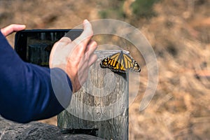 Unidentified person taking a photo of a Monarch Butterfly resting on a wooden post; Pismo Beach Monarch Butterfly Sanctuary,