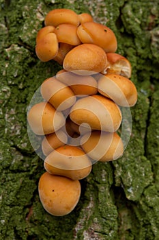 unidentified photograph of fungi isolated from natural background