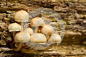 unidentified photograph of fungi isolated from natural background