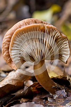 unidentified photograph of fungi isolated from natural background