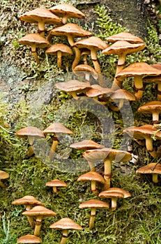 unidentified photograph of fungi isolated from natural background