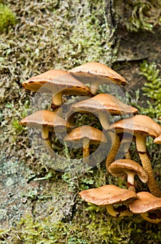 unidentified photograph of fungi isolated from natural background