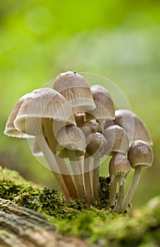 unidentified photograph of fungi isolated from natural background