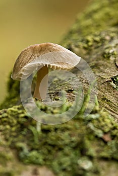 unidentified photograph of fungi isolated from natural background