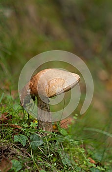 unidentified photograph of fungi isolated from natural background