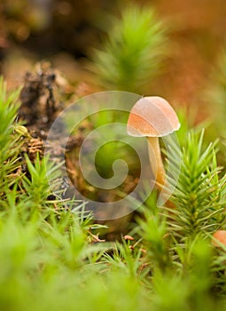 unidentified photograph of fungi isolated from natural background