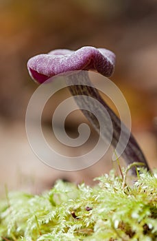 unidentified photograph of fungi  from natural background