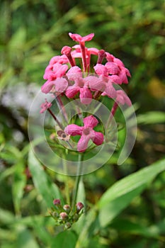 An unidentified pink flower that resembles Ixora flower