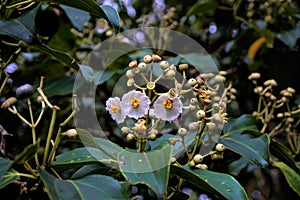 Unidentified plant spotted in the Curi-Cancha Reserve photo