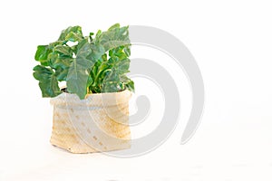 Unidentified pot plant