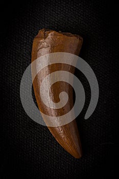 Unidentified Raptor Tooth fossil on black background