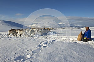 Unidentified Saami man brings food to reindeers in deep snow winter, Tromso region, Northern Norway.