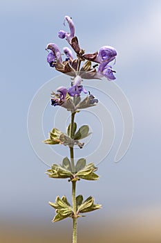 A salvia flower in summer photo