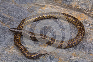 Unidentified shieldtail, Uropeltis snake form Bangalore, Karnataka