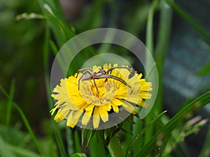 unidentified spider on dandelion.