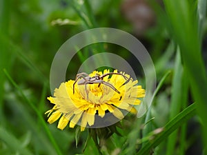 unidentified spider on dandelion.