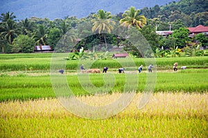 Unidentified Thai farmers
