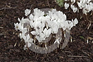 Unidentified wild cyclamen Cyclamen sp.