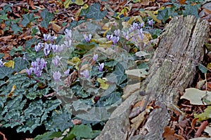 Unidentified wild cyclamen Cyclamen sp.