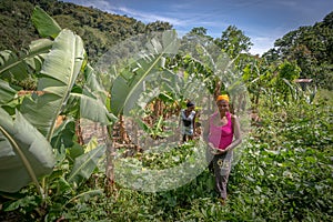 Unidentified women working on field near Polo, Barahona, Dominican Republic