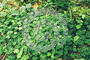 Uniform grass with clovers