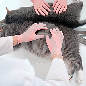 A uniformed doctor examines a cat fur in a white vet clinic