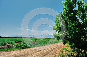 Unimproved road and dirt way covered by green plants