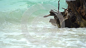 Uninhabited island. Ocean and white sand. Salt water wach the root of tree. Blue water. Waves