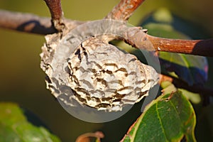 An uninhabited wasp nest on the branch