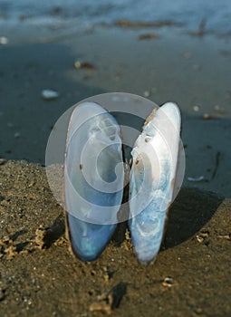Unio pictorum, the painter\'s mussel, empty clam shell on the shore of the lake photo