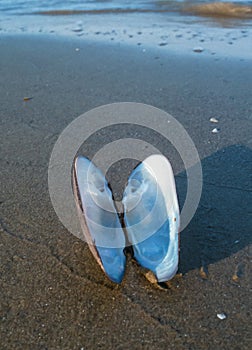 Unio pictorum, the painter\'s mussel, empty clam shell on the shore of the lake photo