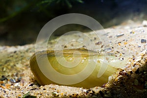 Unio pictorum, painter`s mussel, partially hidden in sand aquatic bivalve mollusk, closeup view photo