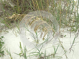 Uniola Paniculata (Sea Oats) Plants Growing in Sand Dunes on Atlantic Ocean Coast in Florida.