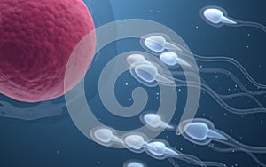 The union of sperm and an egg cell, 3d rendering