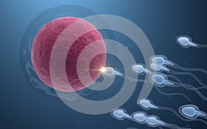 The union of sperm and an egg cell, 3d rendering