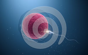 The union of sperm and an egg cell, 3d rendering