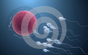 The union of sperm and an egg cell, 3d rendering