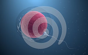 The union of sperm and an egg cell, 3d rendering