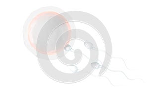 The union of sperm and an egg cell, 3d rendering