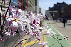 Union Square Flowers