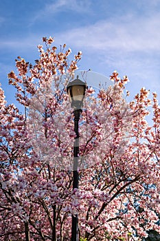 Union Square Park Street Light with a Blooming Pink Magnolia Tree during Spring in New York City