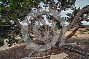 Uniperus osteosperma,Utah juniper