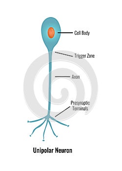 Unipolar Neuron Neurology Composition