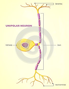 A unipolar neuron is a neuron in which only one process, called a neurite, extends from the cell body photo
