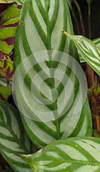 Uniqe pattern leaf