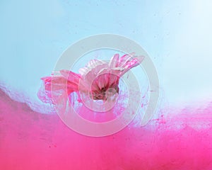 Unique abstract underwater flower concept. A single daisy gerbera cover with lovely magenta color with gentle blue background