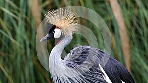 Unique african crowned crane in a lake, high definition photo of this wonderful avian in south america.