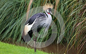 Unique african crowned crane in a lake, high definition photo of this wonderful avian in south america.