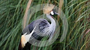 Unique african crowned crane in a lake, high definition photo of this wonderful avian in south america.